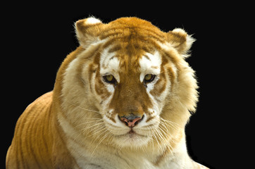 Obraz na płótnie Canvas azjatycki tygrys