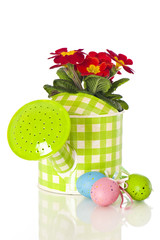 Primeln in grüner Gießkanne