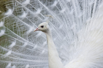 Fototapeta premium Beautiful white peacock