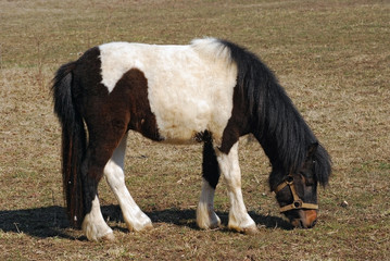 Black and white pony on the field