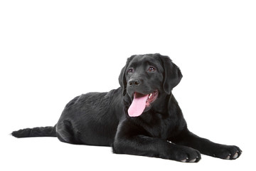 Black Labrador retreiver lying on isolated  white