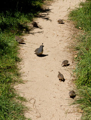 Oiseau huppé et ses petits
