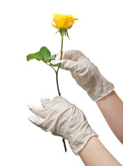 Hands of a doctor in a sterile gloves holding a rose