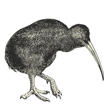Kiwi (Apteryx australis)