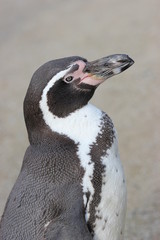 Humboldtpinguin 