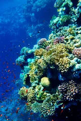Foto auf Acrylglas Tauchen Gruppe von Korallenfischwasser.