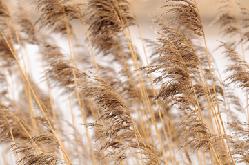 Common Reed (Phragmites) © Vidady
