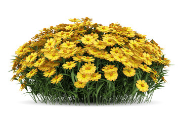yellow sneezeweed flowers isolated on white background