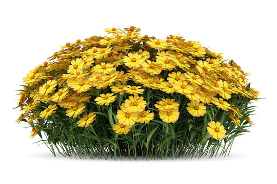 Fototapeta yellow sneezeweed flowers isolated on white background