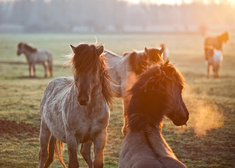 Wild horses in the light of sunrise