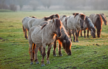 Wild horses in the light of sunrise