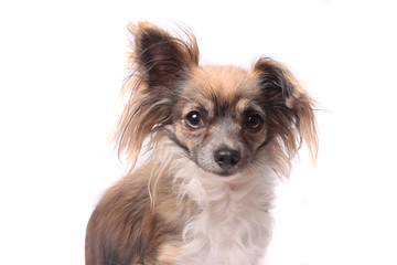 Longhaired chihuahua