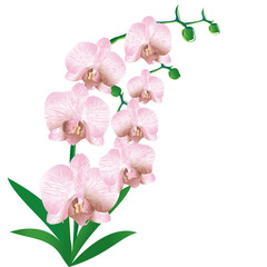 Fototapeta na wymiar Stylized orchid