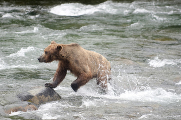 Large Brown Bear fishing for salmon in a river