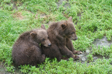 Naklejka na ściany i meble Grizzly bear cubs