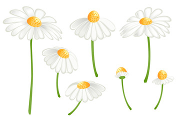Set of camomile flowers. Matricaria chamomilla