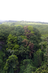 Fototapeta na wymiar lekka mgła overcolourfull las bambusowy w Maui, Hi