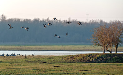 Geese flying over a lake in winter