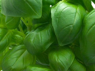 Basil