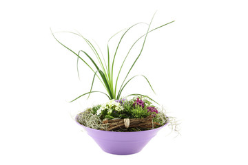 Composition with the flowers and plants