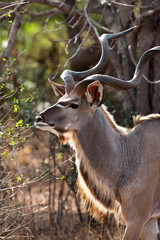 Obraz premium Nyala antelope in the bushes