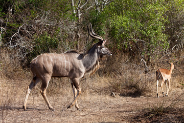 Naklejka na ściany i meble Nyala and Grant's antelope walking in the bushes