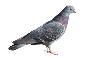 one grey pigeon isolated on white background
