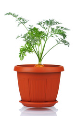 Carrot in plastic pot