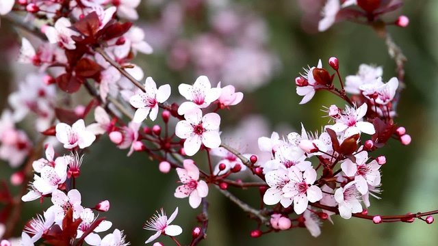 Beautiful plum blossoms