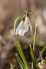 two lovely snowdrop flowers soft focus, perfect for postcard
