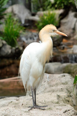 Heron