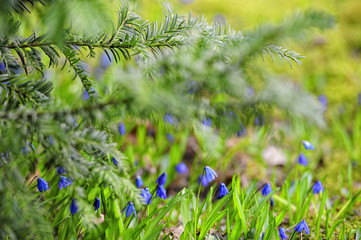 Scilla Blumen