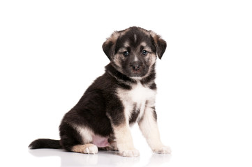 Fototapeta premium Cute puppy