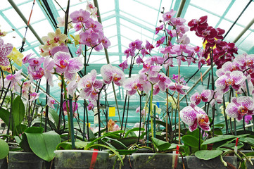 Orchid plantation in greenhouse