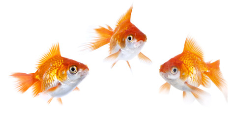 Fototapeta premium Poissons Rouges