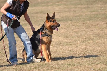 dog training