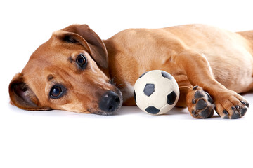 The red dachshund with a ball lies