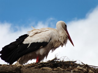 Cigüeña
