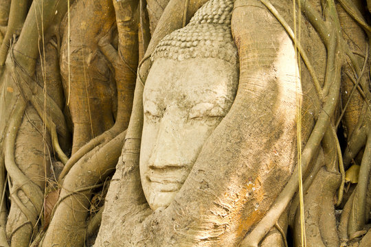 Ancient Buddhism head in root of banyan tree