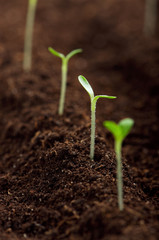 Green seedling