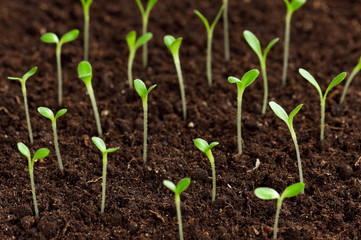 Green seedling