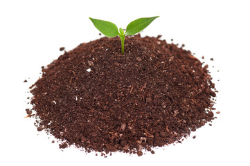 Green seedling