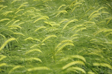 Green fields of barley