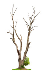 Old tree on white background.Concept death and life revival.