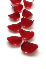 A row of red rose petals