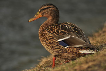 Mallard duck