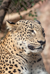 Portrait of a leopard (Panthera Pardus)