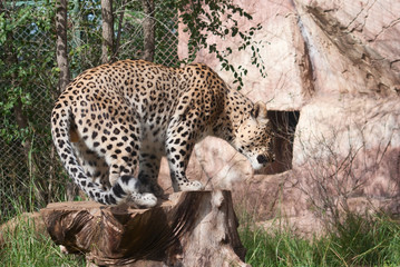 Leopard (Panthera Pardus) gets up