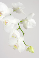 Orchideeëntak