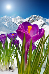 Naklejki  Wiosna w górach, krokusy w śniegu